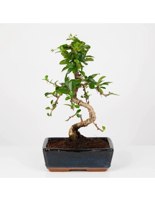 Bonsai de Interior 