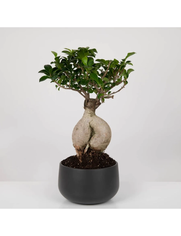 Bonsai Ficus ginseng 