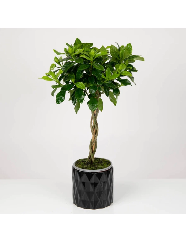 Planta Gardenia 
