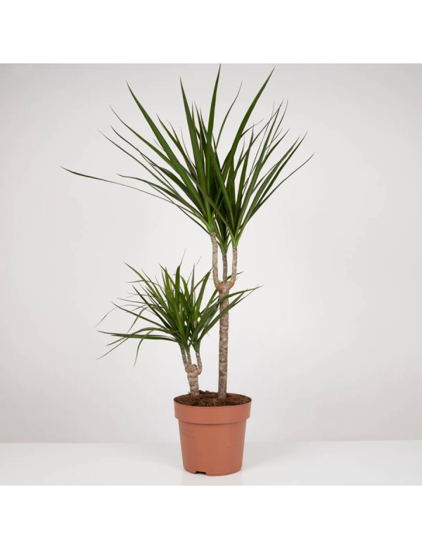Planta Dracaena Marginata 