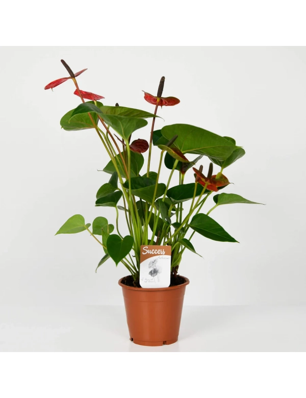 Planta Anthurium 