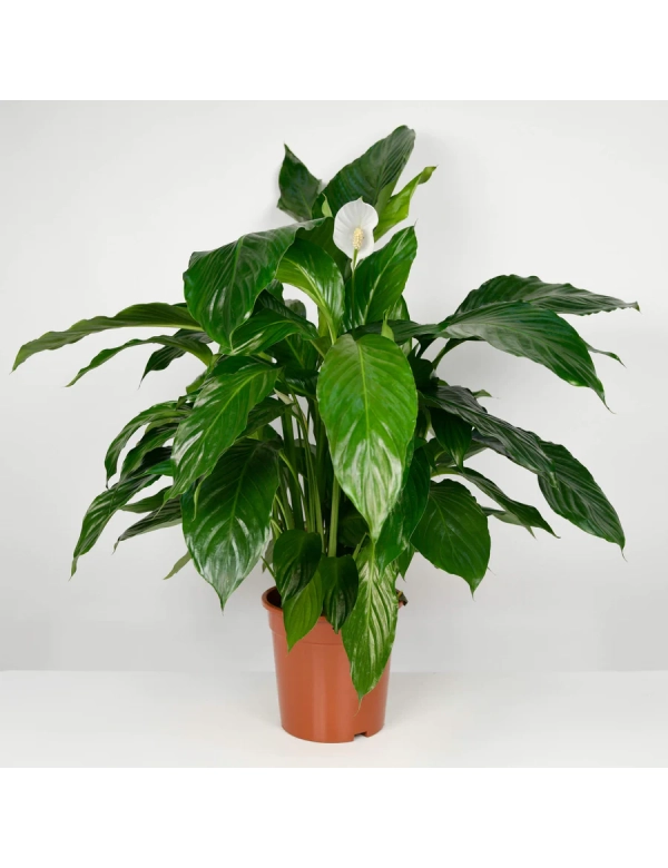 Planta Spathiphyllum 