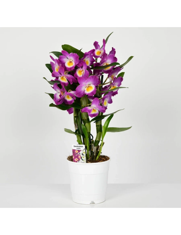 Orhidee Dendrobium Mov