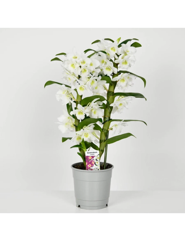 Orhidee Dendrobium Alba 