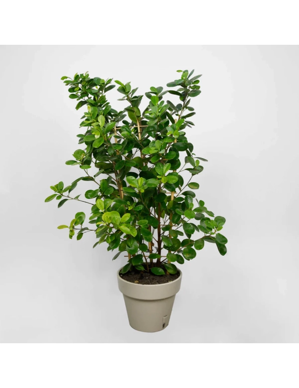 Planta Ficus