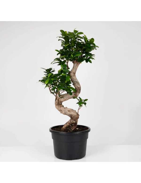 Bonsai 