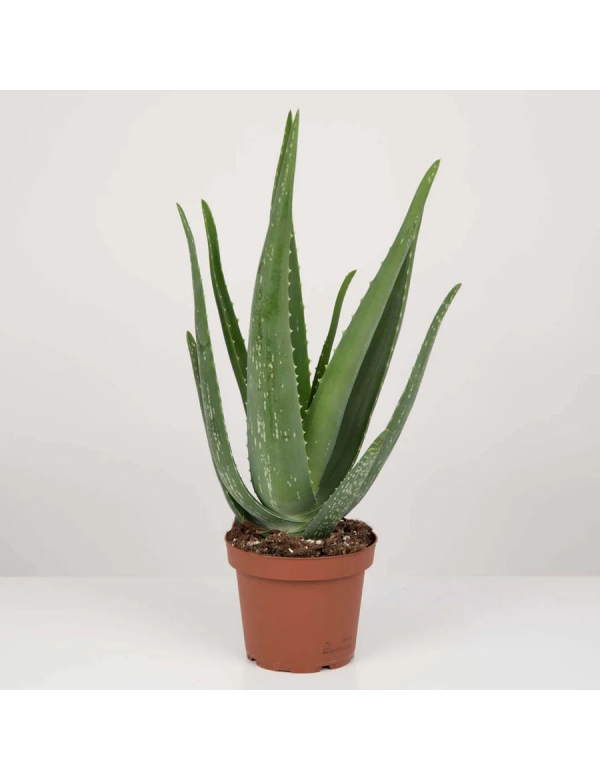 Planta Aloe Vera 