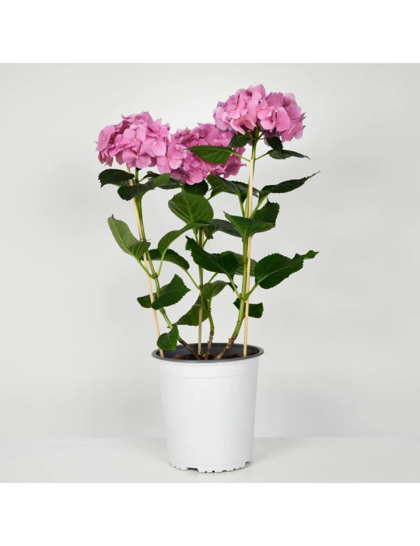 Hortensie roz la ghiveci 