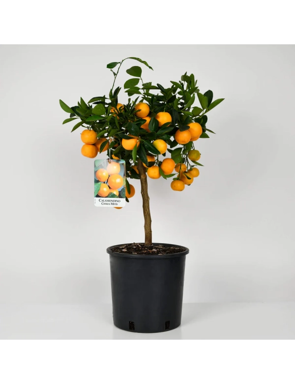 Calamondin 